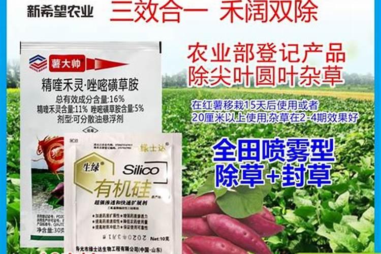 红薯苗成活后怎么施肥和管理