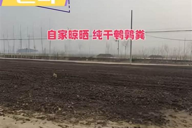 鹌鹑粪能不能在大棚里晒,毕竟大棚里温度挺高的,太阳也能晒着