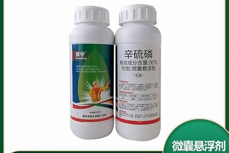 种植白菜时放辛硫磷可不可以？