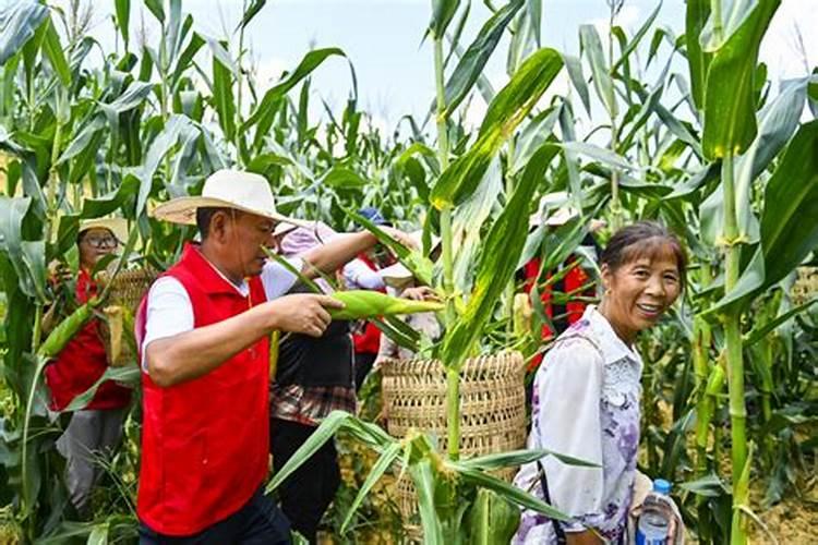 科沃华玉米金大棒叶面肥怎么样