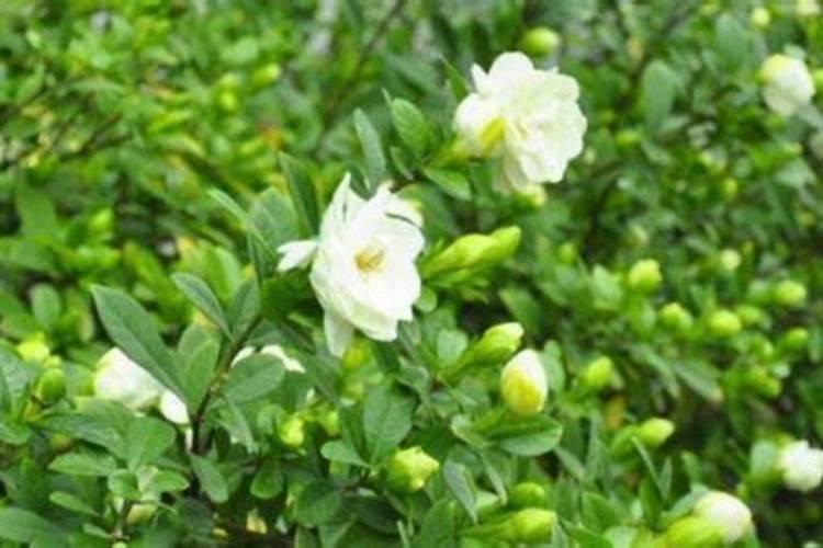 栀子花花苞时浇什么肥料(栀子花施什么肥才能长出花蕾)