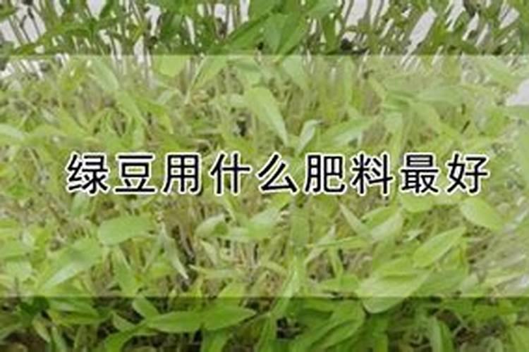 绿豆打什么药能高产和上什么肥料？