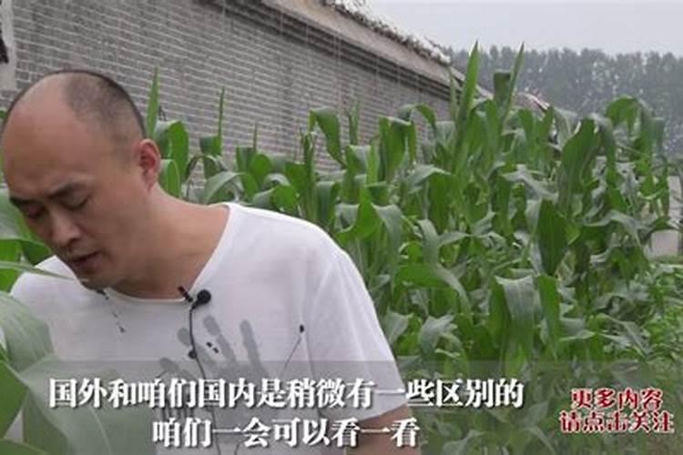 玉米如何合理施肥？