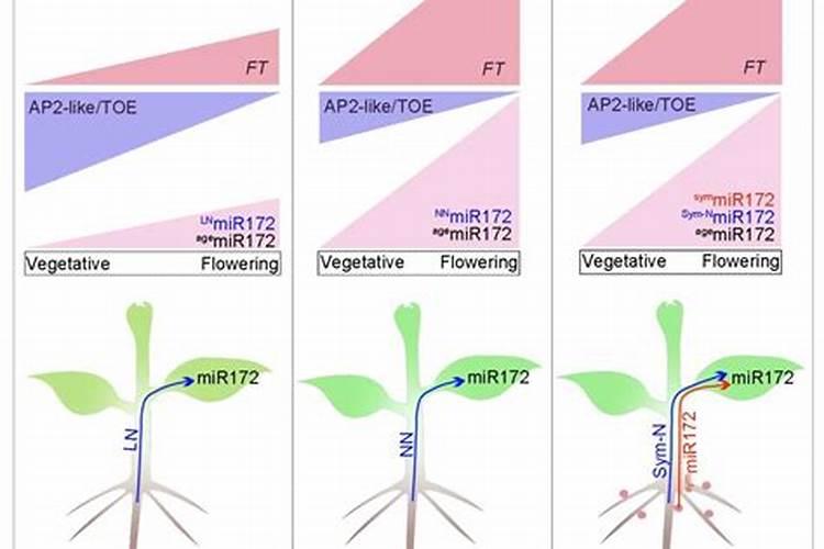 叶子发黄用什么肥料？