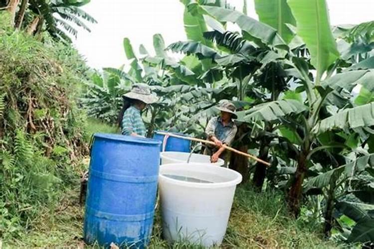 槟榔施肥多久才被吸收