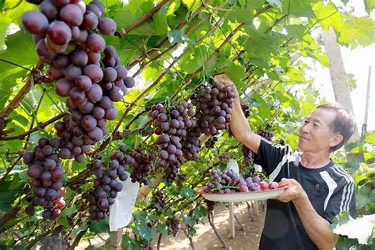 葡萄什么时候施肥最好 葡萄的施肥时间