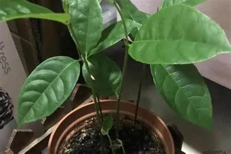 菠萝施什么肥最好