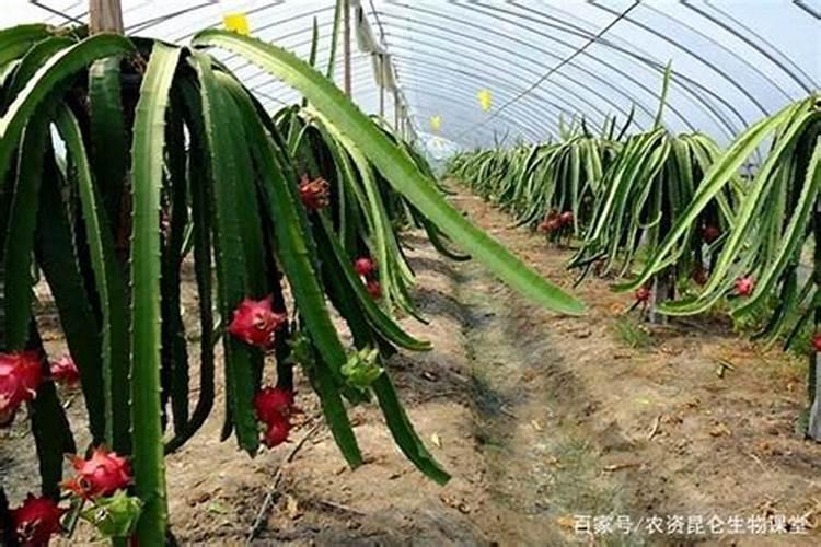 火龙果开花结果时如何施肥会更甜