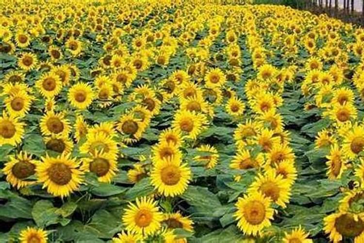 金太龙叶面肥能喷葵花吗