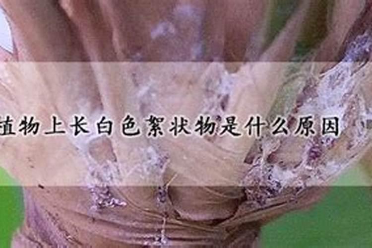 哪个水溶肥里含有多铵成份？
