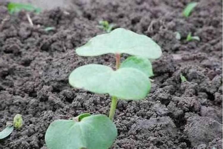 棉花种植注意事项是什么 棉花应该怎么养殖