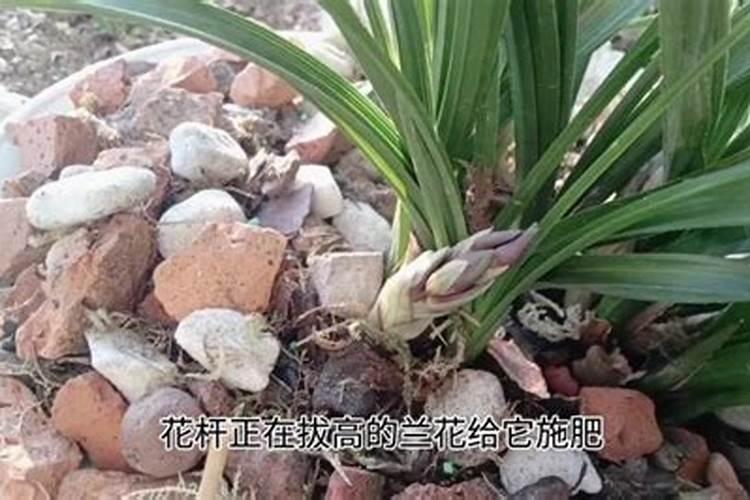 春季兰花如何施肥