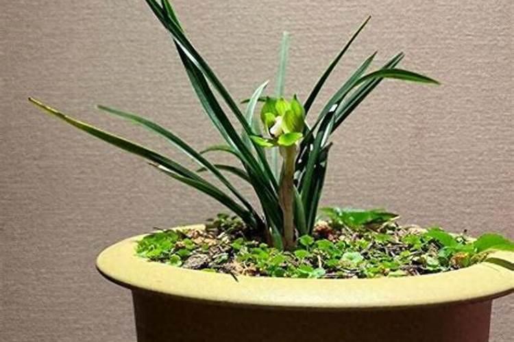 如何正确给兰花使用叶面肥