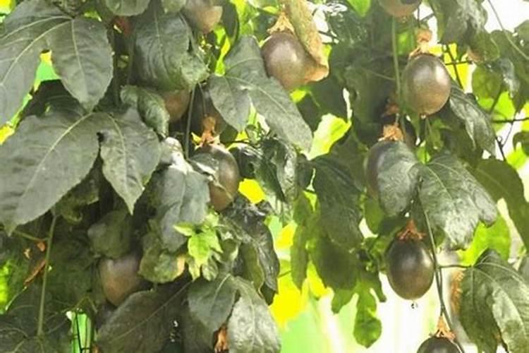 百香果正确施肥方法