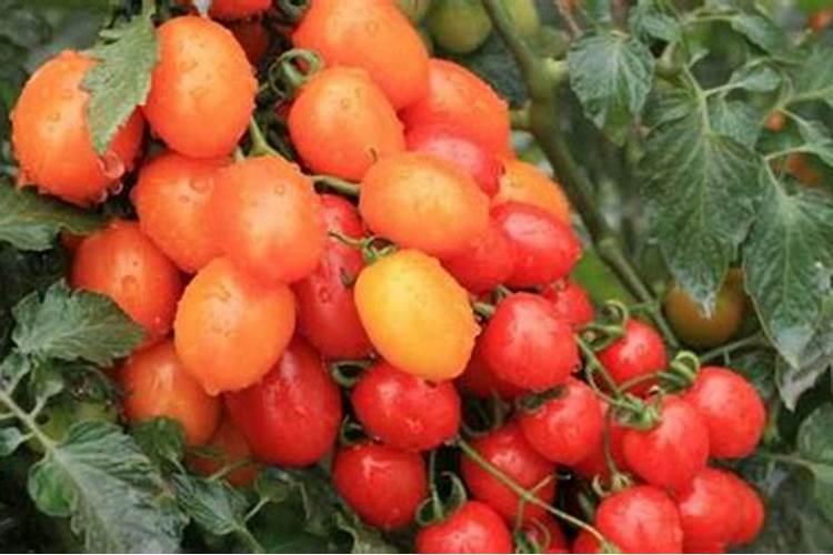 樱桃小番茄施肥要合理,樱桃小番茄怎么施肥？