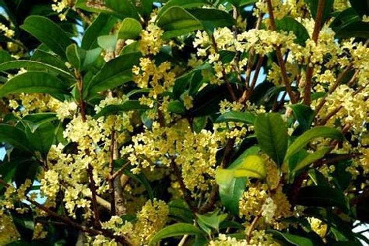 桂花树施什么肥？