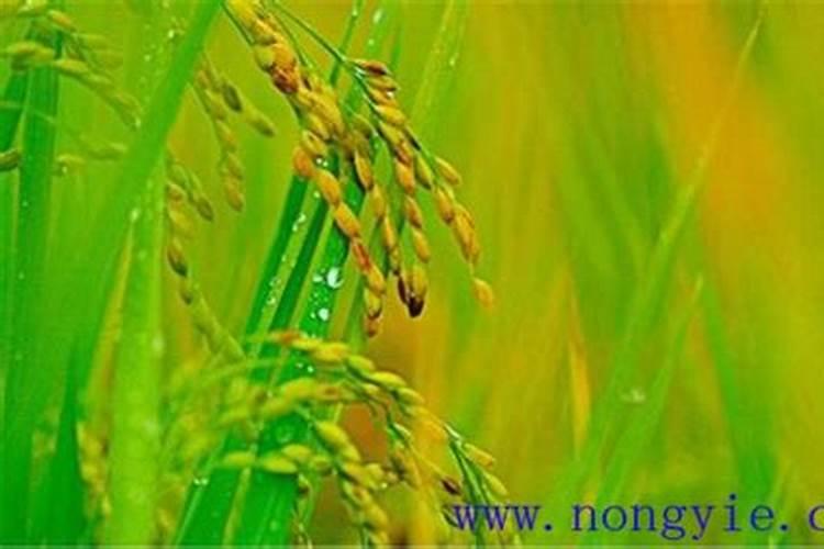 水稻分蘖期喷什么叶面肥好