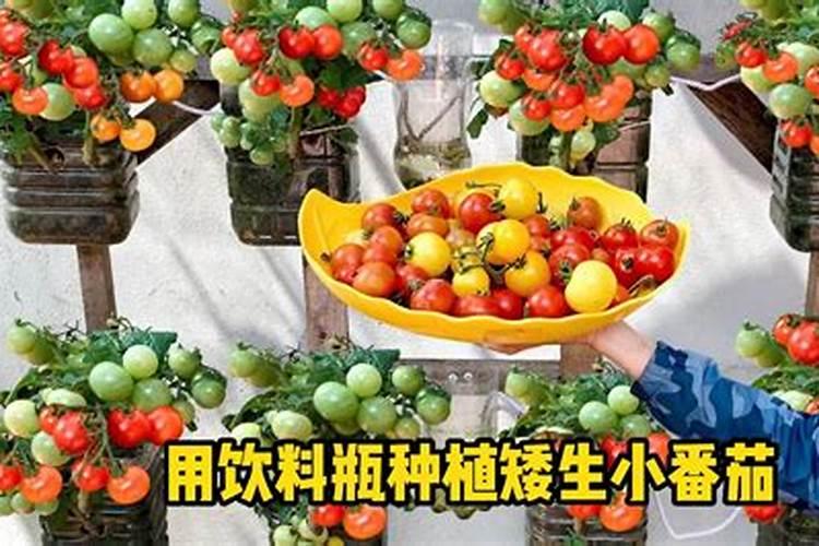 番茄在开花的这个阶段用啥叶面肥好呢？