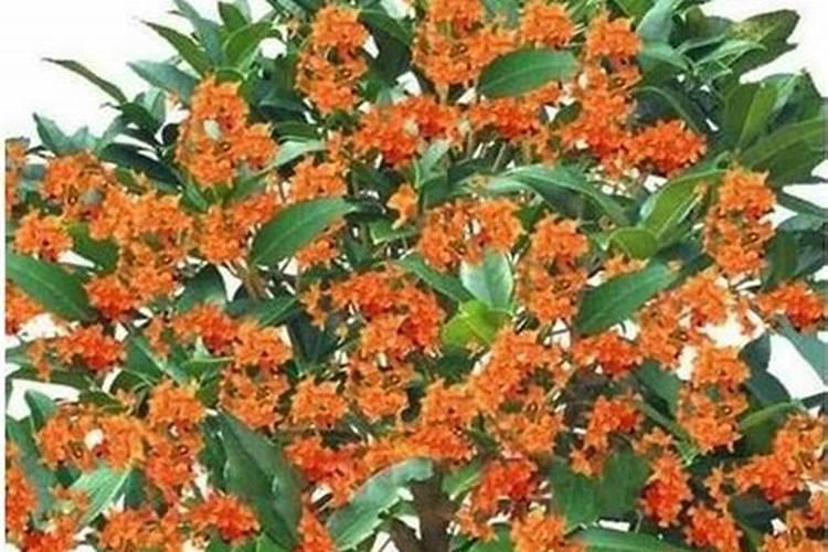 桂花干叶尖喷什么药