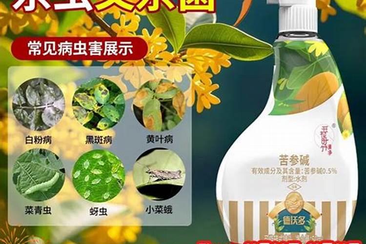 菌立清喷桂花树多久起效果