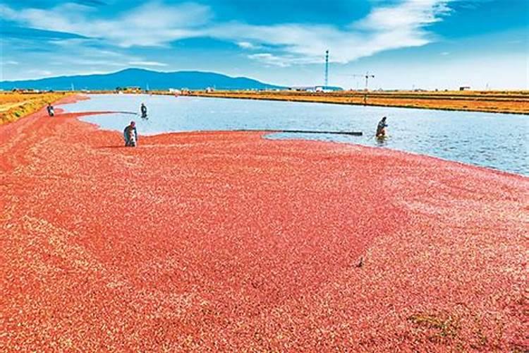 色素辣椒哪个品种好？ [色素辣椒优质高产栽培技术]