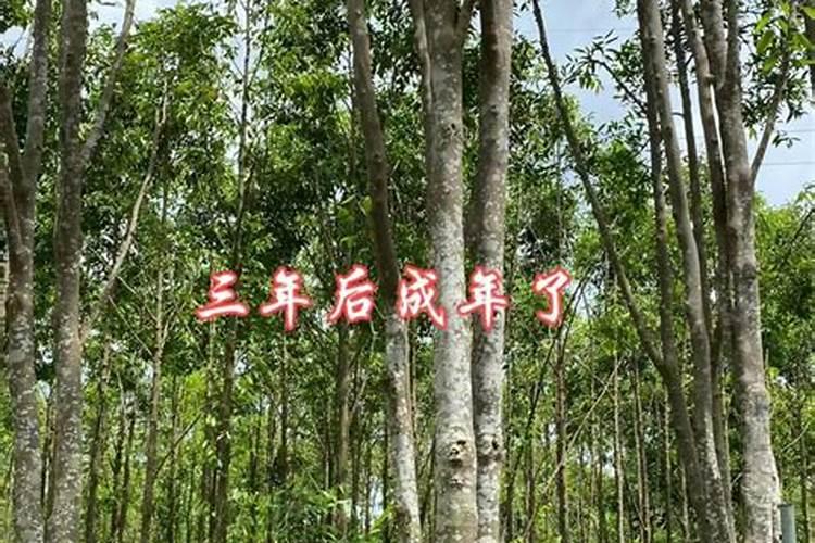 有没有人知道海南珍株快繁公司解决了奇楠扦插苗结香的难题,是真的吗...