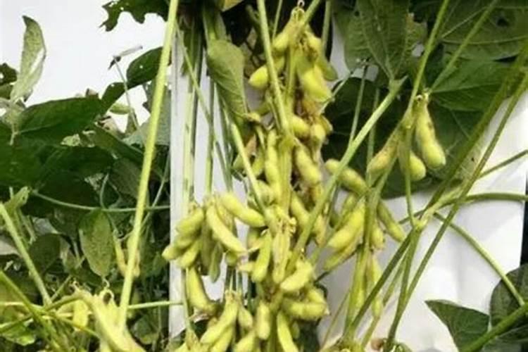 桃树开花后有几个落花落果时期？