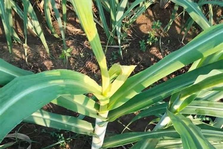 甘蔗底肥用什么肥料最好？甘蔗哪种肥料能增产？底肥的正确使用方法？