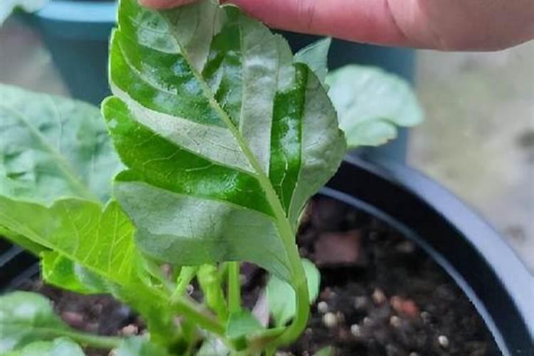 种樱桃树用什么肥料？