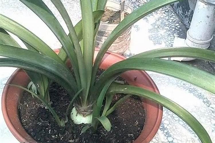 荣华富贵兰花的养殖方法