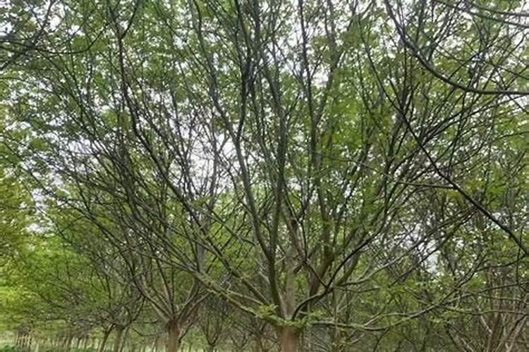 紫薇树的种植与养护