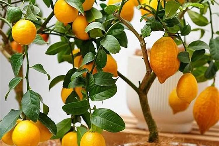 柠檬树怎么养