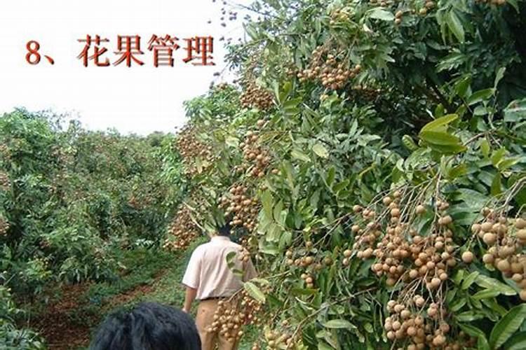 种龙眼怎样种才长得快