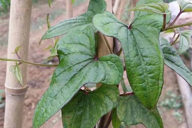 山药怎样施用基肥