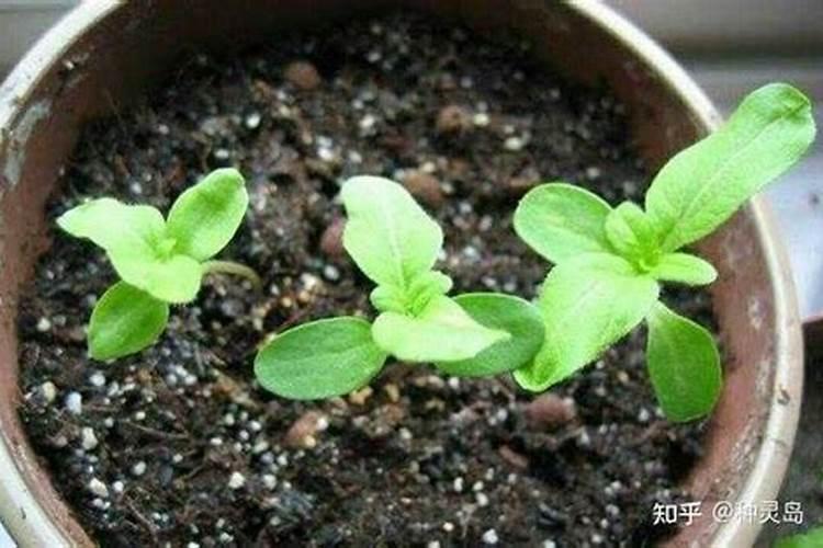 月季花多久施肥一次月季花施肥时间