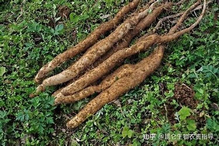 山药中后期管理技术 山药养殖技巧总结