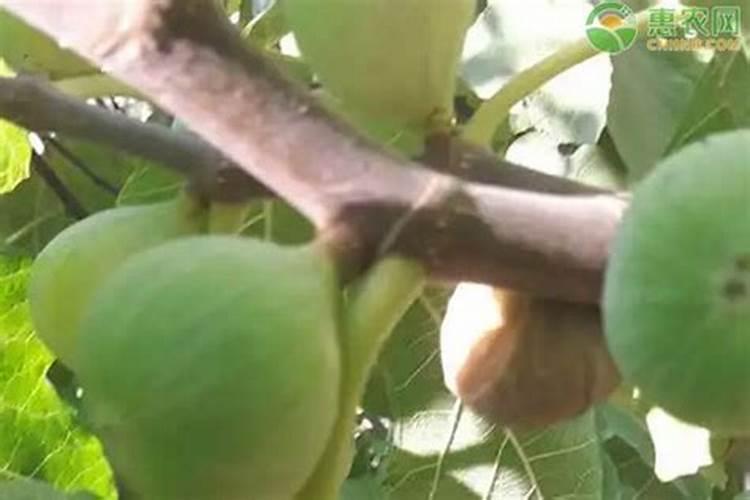 苹果树秋季施什么肥？