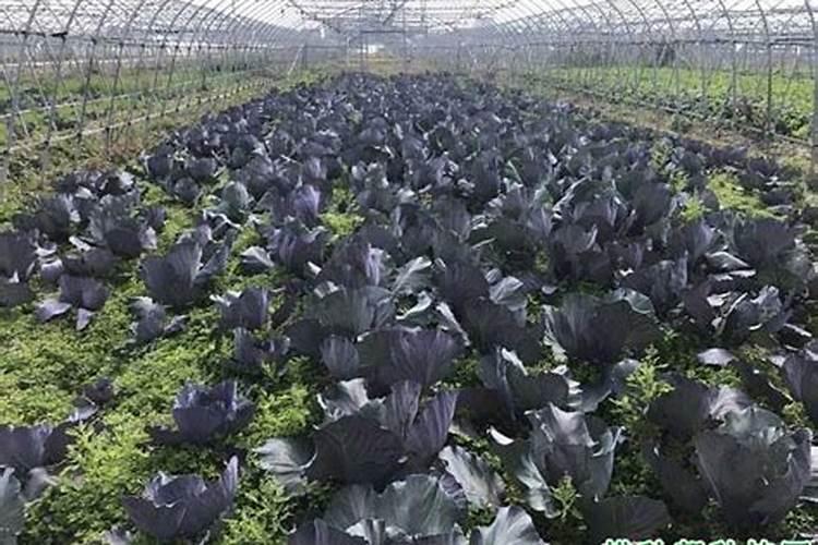 甘蓝菜的施肥方法