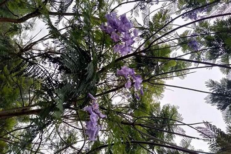蓝花楹如何施肥