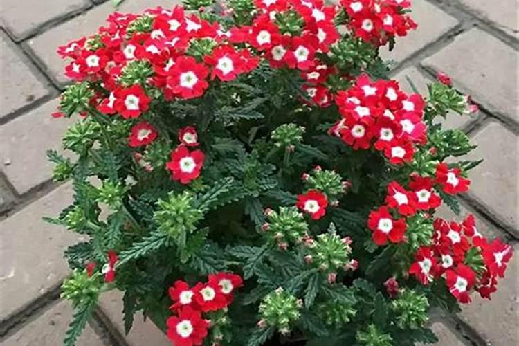 大樱桃叶面肥花前打好还是花后打好？原因是什么？
