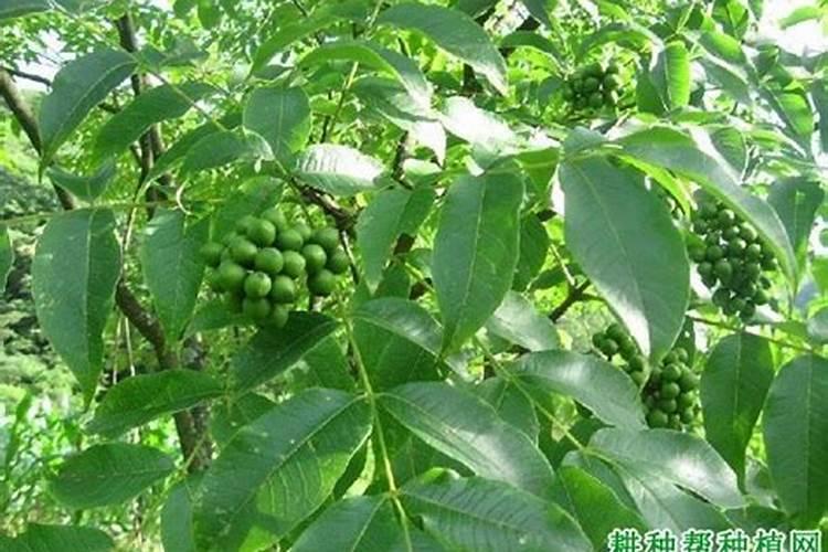新买的发财树怎么养