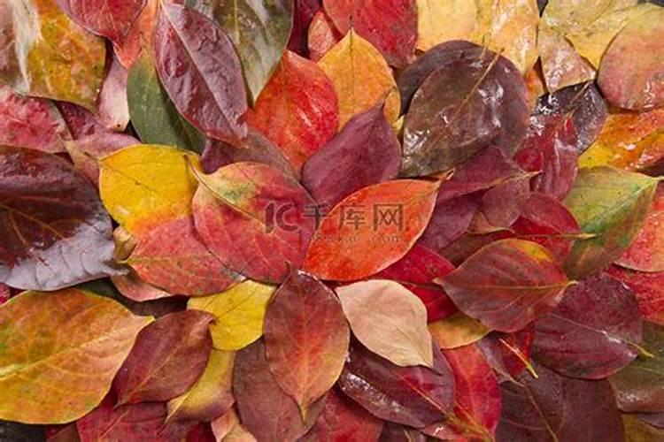 柿子树叶面肥几月施