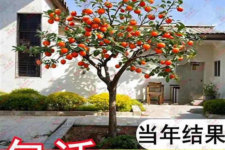 柿子树开春应该怎么施肥？