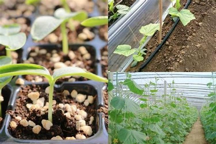 花生底肥的正确使用方法