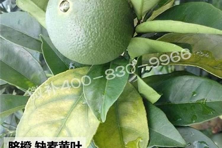 脐橙缺硼症状