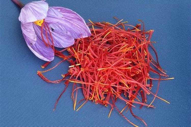 藏红花在家种为什么不开花