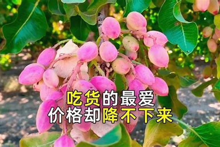 芭芭农场多少肥料可以种完一棵树
