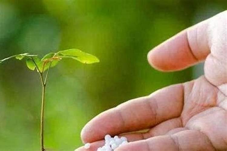 冲施肥在果树使用方法