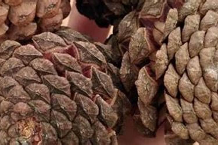 在哪里可以捡到干松果