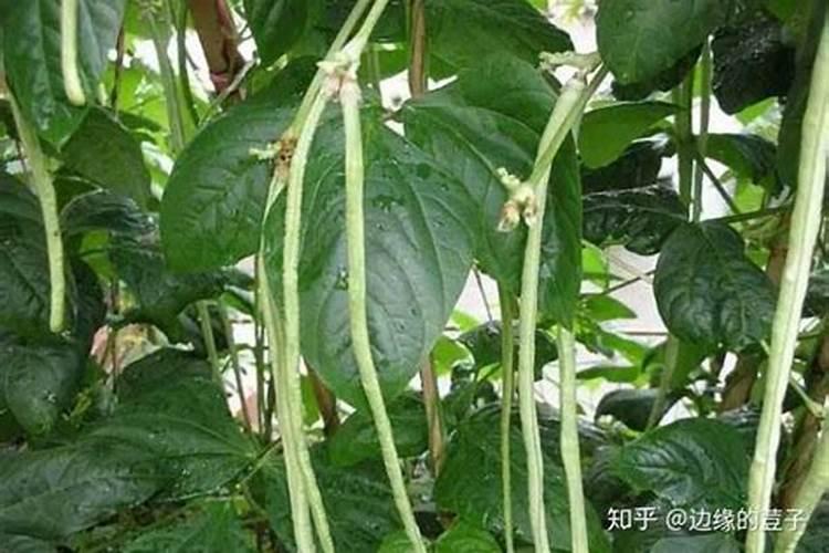 豆角保花保果农药最佳配方